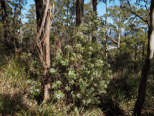 Zieria arborescens, photograph 2