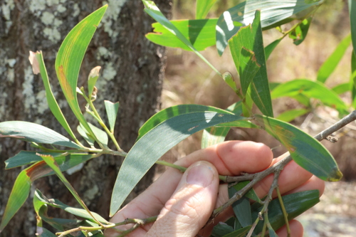 Acacia disparrima, photograph 1
