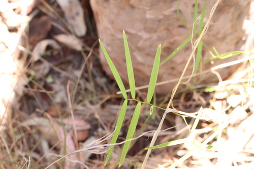 Eustrephus latifolius, photograph 2
