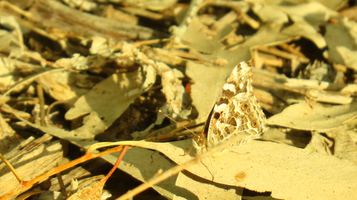 Australian Painted Lady