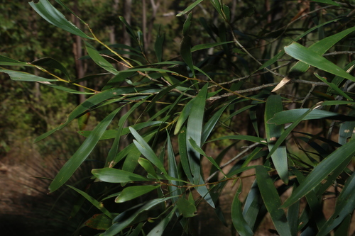 Acacia maidenii, photograph 3