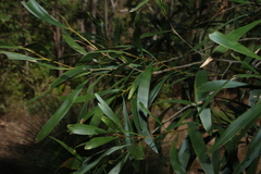 Acacia maidenii, photograph (c) Greg Tasney, some rights reserved (CC BY-SA)