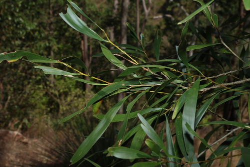 Acacia maidenii, photograph 4