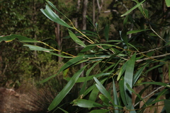 Acacia maidenii, photograph (c) Greg Tasney, some rights reserved (CC BY-SA)