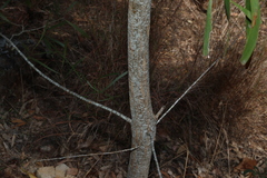 Acacia maidenii, photograph (c) Greg Tasney, some rights reserved (CC BY-SA)