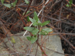 Muehlenbeckia hastulata