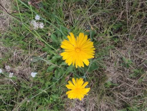 Common Cat's-ear