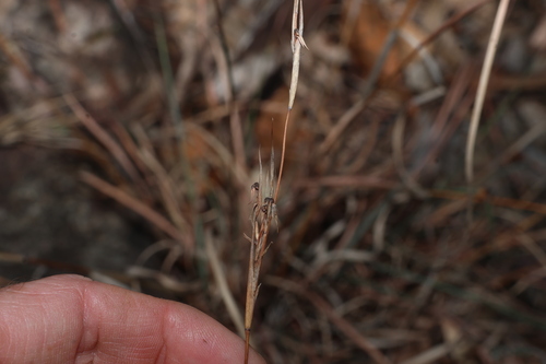 Cymbopogon refractus, photograph 2
