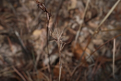 Cymbopogon refractus