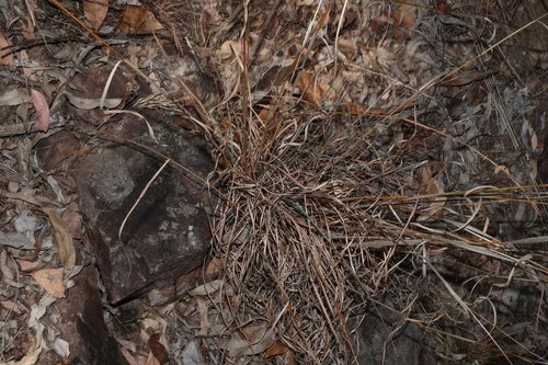 Cymbopogon refractus, photograph 1