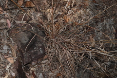 Cymbopogon refractus, photograph (c) Greg Tasney, some rights reserved (CC BY-SA)