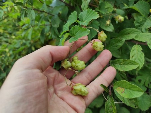 common hops