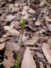 Pterostylis karri