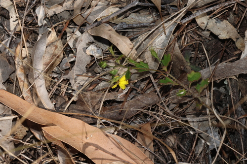 Goodenia rotundifolia