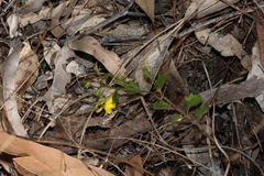 Goodenia rotundifolia, photograph (c) Greg Tasney, some rights reserved (CC BY-SA)