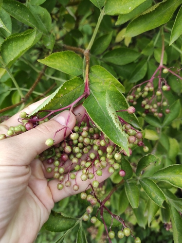 European black elderberry