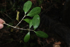 (c) Greg Tasney, some rights reserved (CC BY-SA) Cyclophyllum coprosmoides, photograph (c) Greg Tasney, some rights reserved (CC BY-SA)