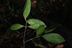 (c) Greg Tasney, some rights reserved (CC BY-SA) Cyclophyllum coprosmoides, photograph (c) Greg Tasney, some rights reserved (CC BY-SA)