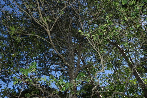 Cyclophyllum coprosmoides, photograph 6