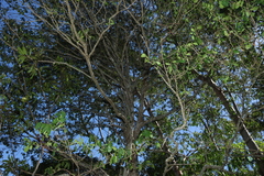 Cyclophyllum coprosmoides, photograph (c) Greg Tasney, some rights reserved (CC BY-SA)