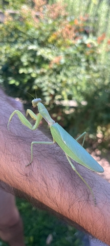 Transcaucasian Giant Mantis