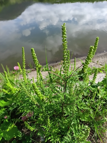 common ragweed