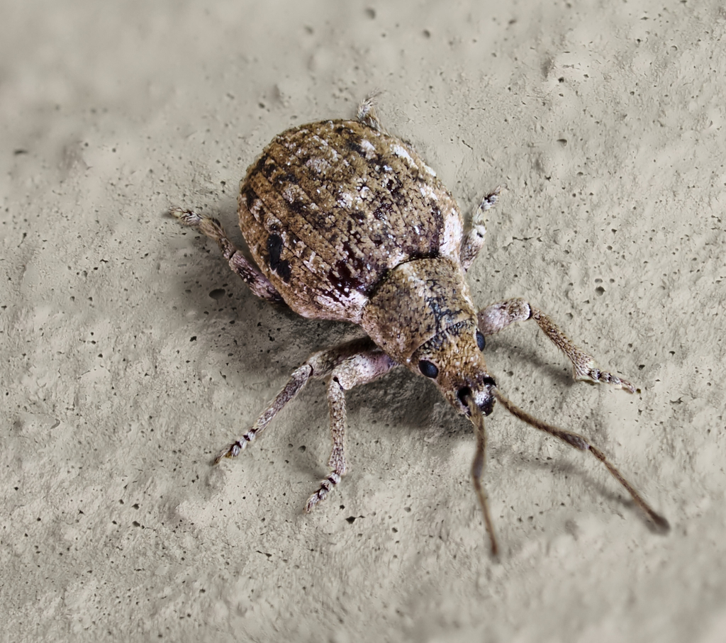 Gardenbane Weevil