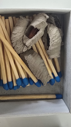 Asian Mud-dauber Wasp