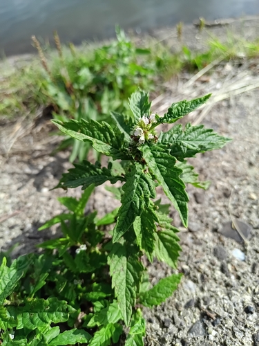 European water-horehound