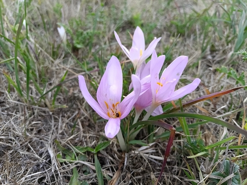 Autumn Crocus