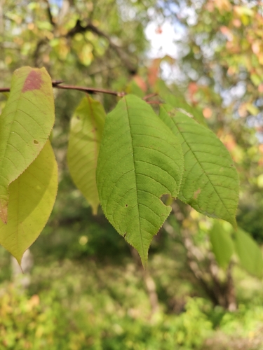 Наблюдение на iNaturalist