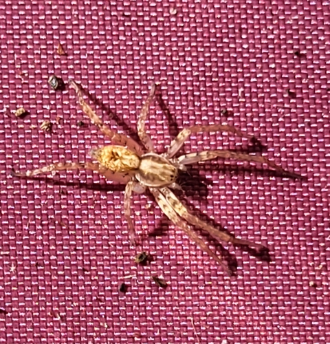 Buzzing Spider