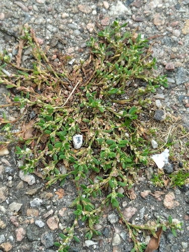 Prostrate Knotweed