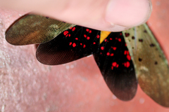 Copidocephala guttata