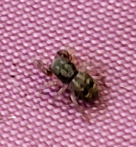 Oak Jumping Spider