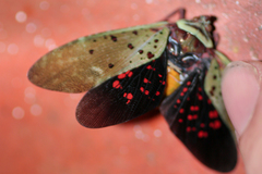 Copidocephala guttata