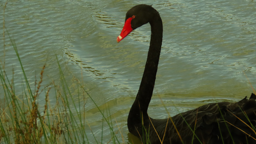 Black Swan