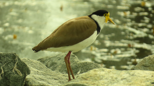 Masked Lapwing