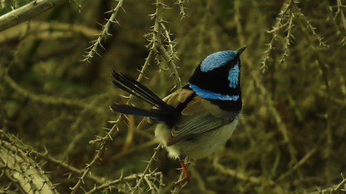 Superb Fairywren