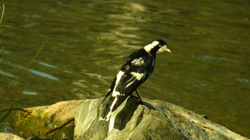 Magpie-lark