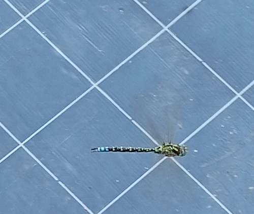 Southern Hawker