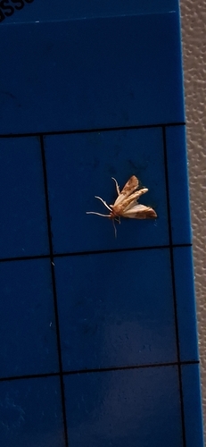 Indian-Meal Moth