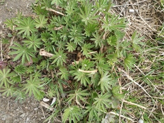 Lupinus polyphyllus
