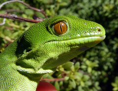 Naultinus punctatus