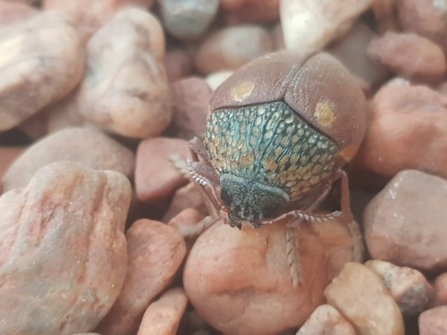 Sternocera castanea castanea