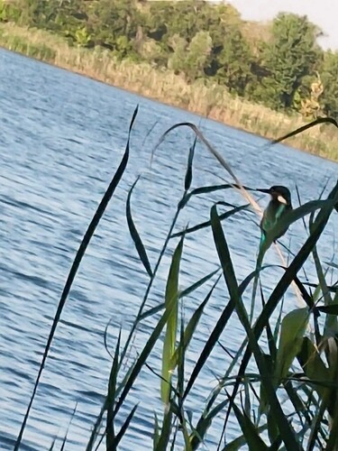 Common Kingfisher