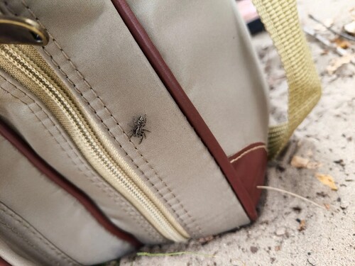 Fencepost jumping spider