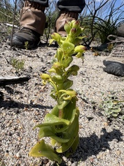 Satyrium odorum, photograph (c) Charleen Brunke, some rights reserved (CC BY)
