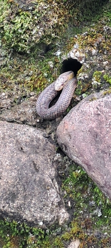 Japanese Four-lined Ratsnake