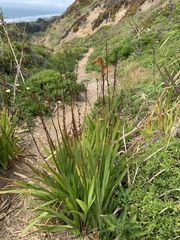 Chasmanthe floribunda